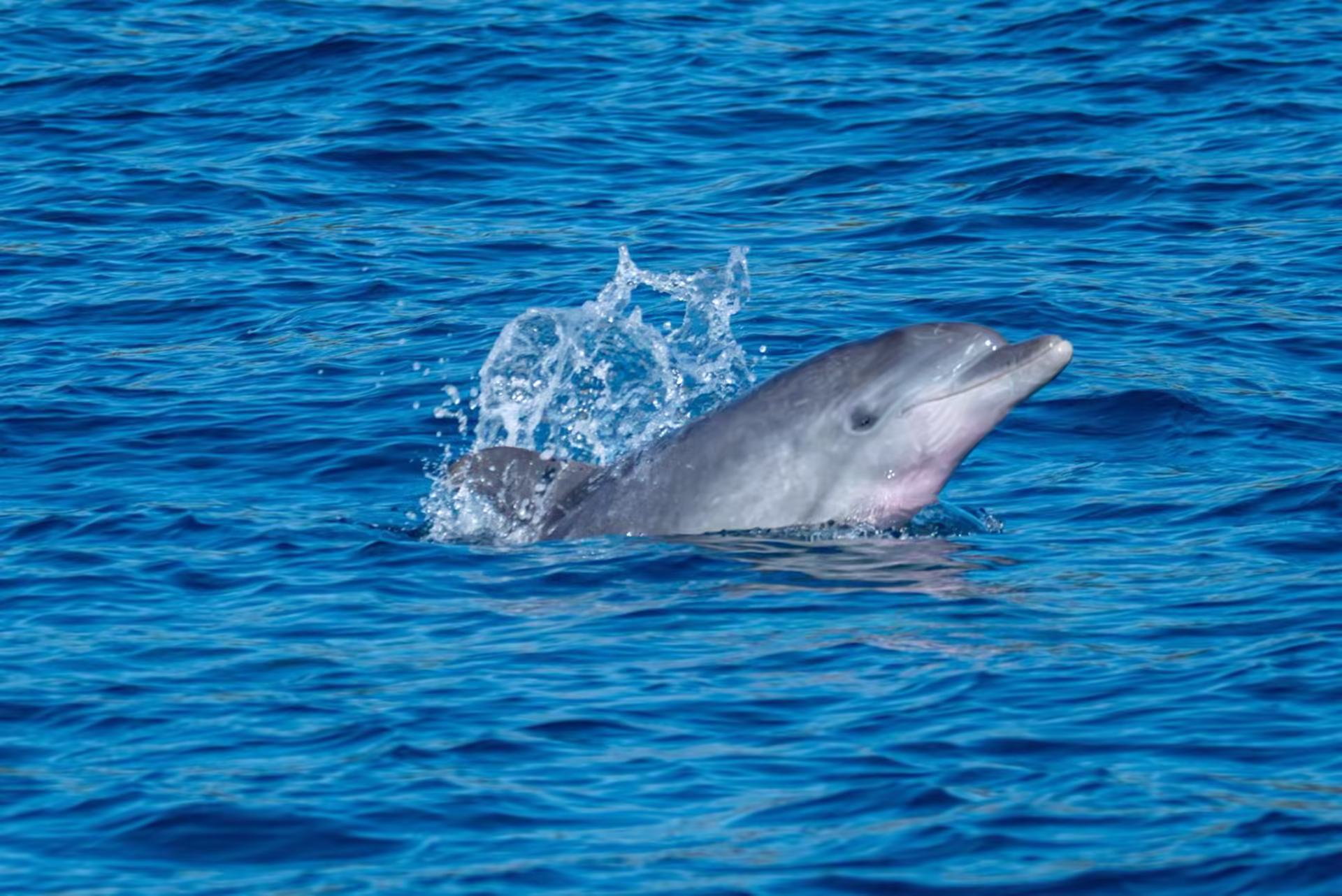 Dolphin sunset cruise