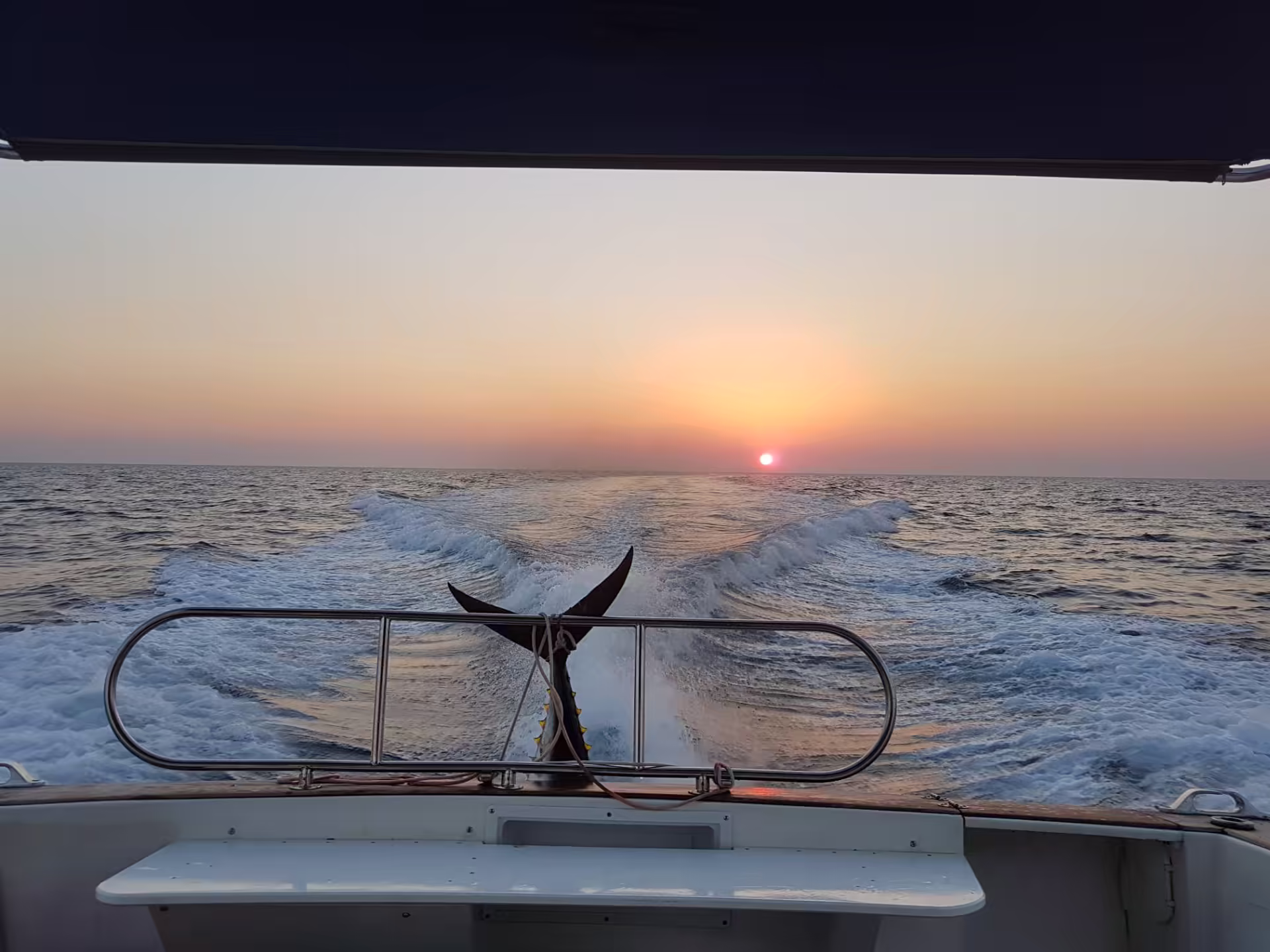 Tuna tail trophy on the rail at sunset returning to port