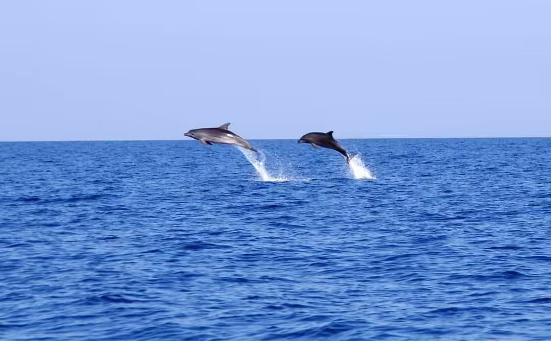 Dolphins leaping in the open sea
