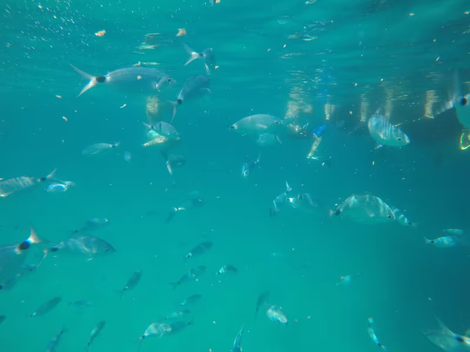 School of fish while snorkeling